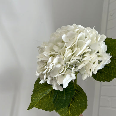 Hydrangea flower stem