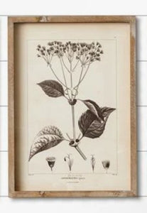 Floral pictures