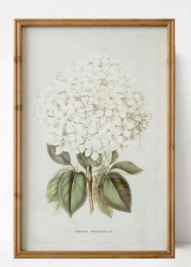 Framed Print - White Hydrangea