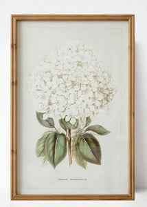 Framed Print - White Hydrangea