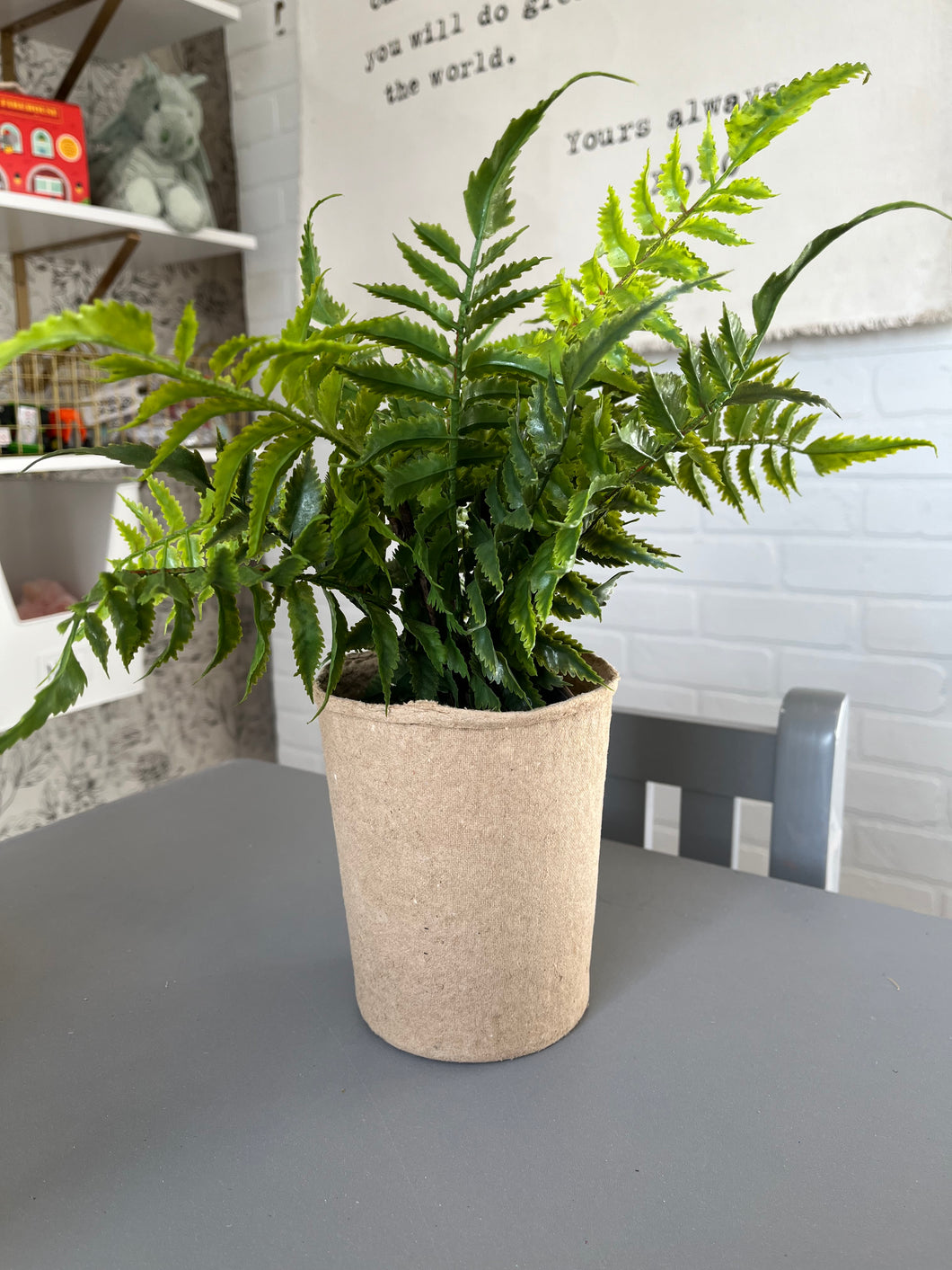 Fern plant with pot