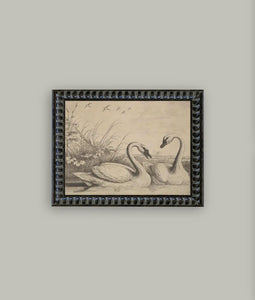 Two swans framed antique art