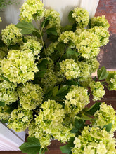 Load image into Gallery viewer, Hydrangea flower stem