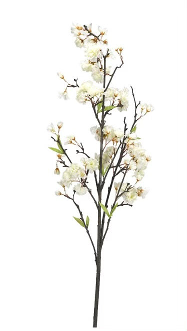Cherry Blossoms